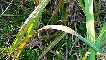 Hottest Hard-core Indian Village Hard-core Torturous Porno In Hindi